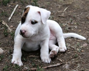 'Baby puppy pit bull, Bach' by Beverly & Pack on Flickr