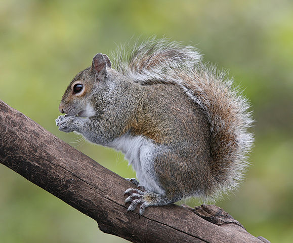 'Eastern Grey Squirrel (Sciurus carolinensis) in Florida' by BirdPhotos.com (BirdPhotos.com) [CC-BY-3.0 (http://creativecommons.org/licenses/by/3.0)], via Wikimedia Commons