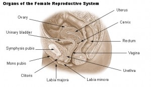 'Illu repdt female' by National Cancer Institute [Public domain], via Wikimedia Commons