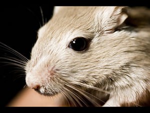 320px-Gerbil_close-up_face