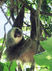 447px-Two-toed_sloth_Costa_Rica_-_cropped