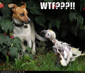 0funny-dog-pictures-wtf