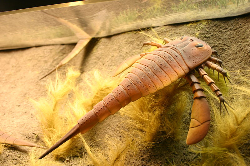 Eurypterus exhibited in Smithsonian National Museum of Natural History: Hall of Fossils, by Ryan Somma (Flickr) [CC-BY-SA-2.0 (http://creativecommons.org/licenses/by-sa/2.0)], via Wikimedia Commons