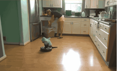 A cat dressed as a shark riding a Roomba