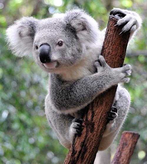 koala_in_tree