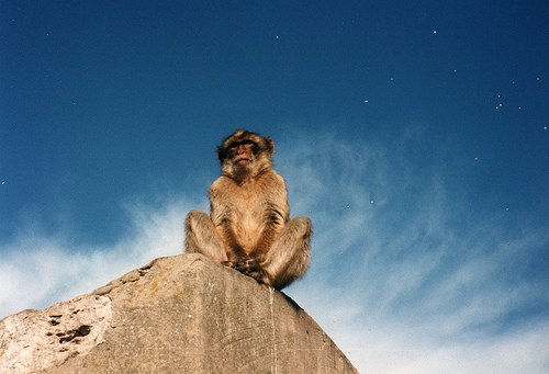 David Holt London (286 Barbary Macaque Gibraltar) [CC BY-SA 2.0], via Flickr