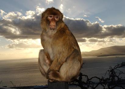By Salim Virji (Gibraltar monkey) [CC-BY-SA-2.0 (http://creativecommons.org/licenses/by-sa/2.0)], via Wikimedia Commons
