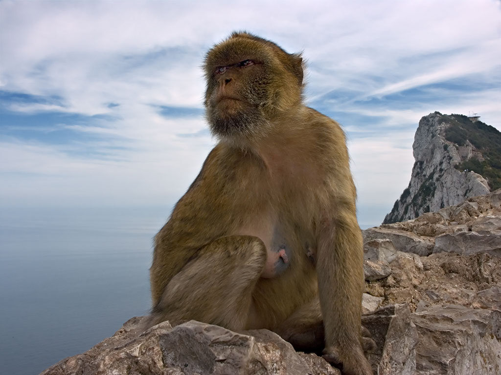 ForsterFoto on Flickr (Ape of Gibraltar) [CC BY 2.0], via ja.fotopedia.com