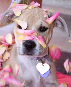 "Free Sugar Baby Puppy Dog and Pink Rose Petals" by Pink Sherbet Photography [CC-BY-2.0 (http://creativecommons.org/licenses/by/2.0/)], via Flickr