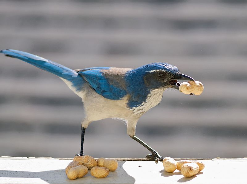 By Ingrid Taylar from San Francisco Bay Area - California, USA (Western Scrub Jay) [CC BY 2.0 (http://creativecommons.org/licenses/by/2.0)], via Wikimedia Commons