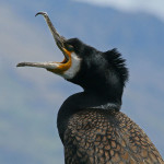 "Great Cormorant RWD2" by DickDaniels (http://carolinabirds.org/) (Own work) [CC BY-SA 3.0 (http://creativecommons.org/licenses/by-sa/3.0) or GFDL (http://www.gnu.org/copyleft/fdl.html)], via Wikimedia Commons