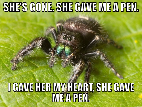 "Adult female Phidippus audax jumping spider in Nashville, Tennessee" by Kaldari (Own work) [CC0], via Wikimedia Commons, modified by me (dialogue from "Say Anything")