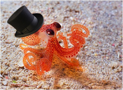 My Moment of Internet Fame, Dapper Octopus Edition (UPDATED x2 ...